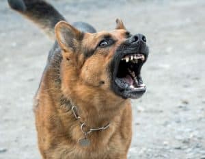 Viscous Dog Bites